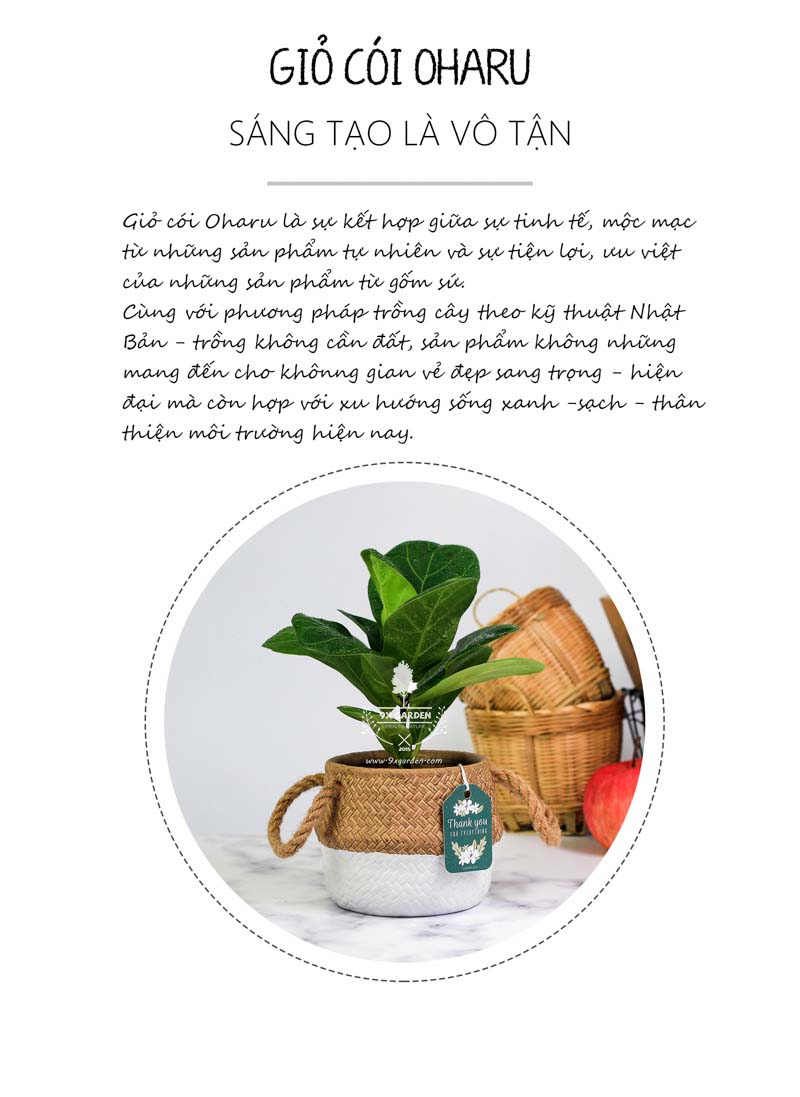 Bàng Sing 10.0 - Cây Không Cần Đất 9X GARDEN
