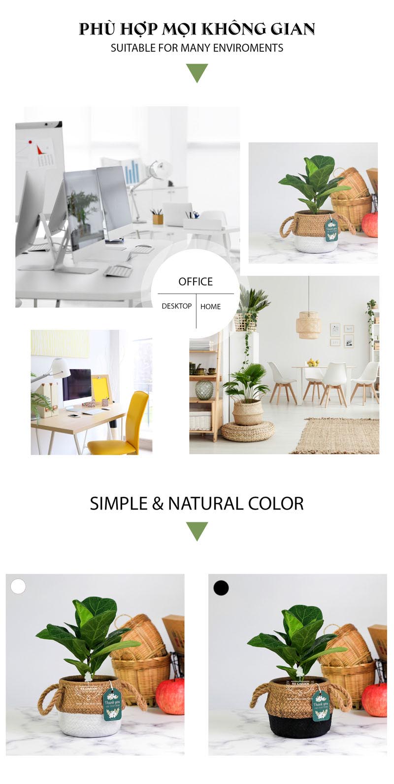 Bàng Sing 10.0 - Cây Không Cần Đất 9X GARDEN