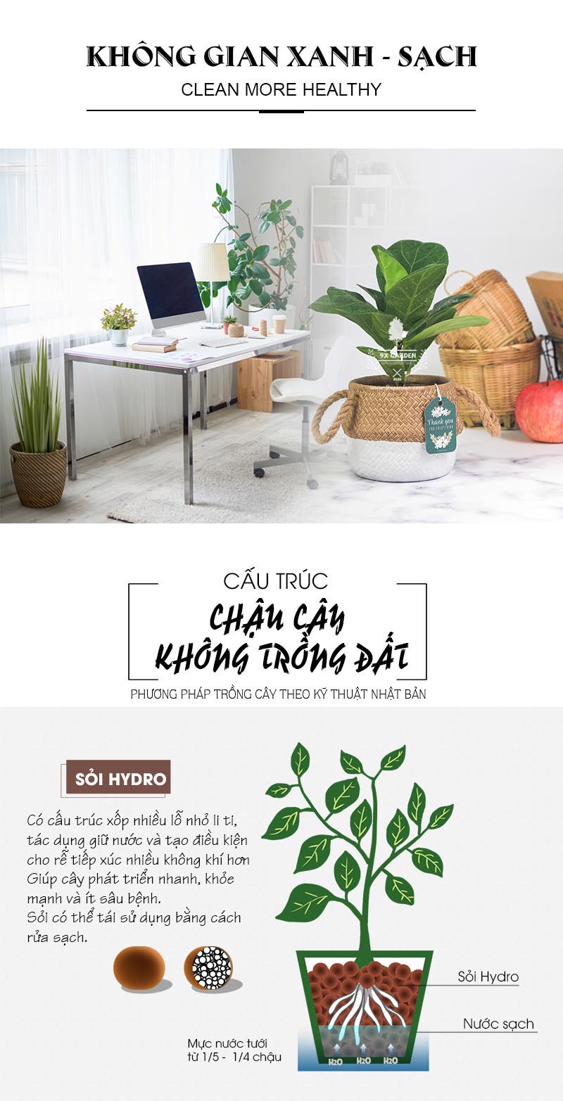 Bàng Sing 10.0 - Cây Không Cần Đất 9X GARDEN