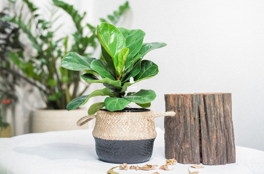 Cây Bàng Singapore x GCS - Cây Không Trồng Đất - 9X GARDEN
