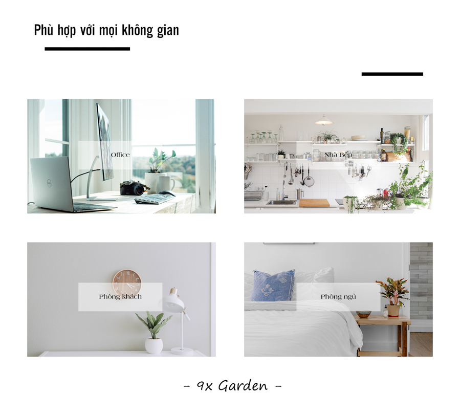 Lưỡi Hổ x Teori - Cây Cảnh Để Bàn - 9X GARDEN
