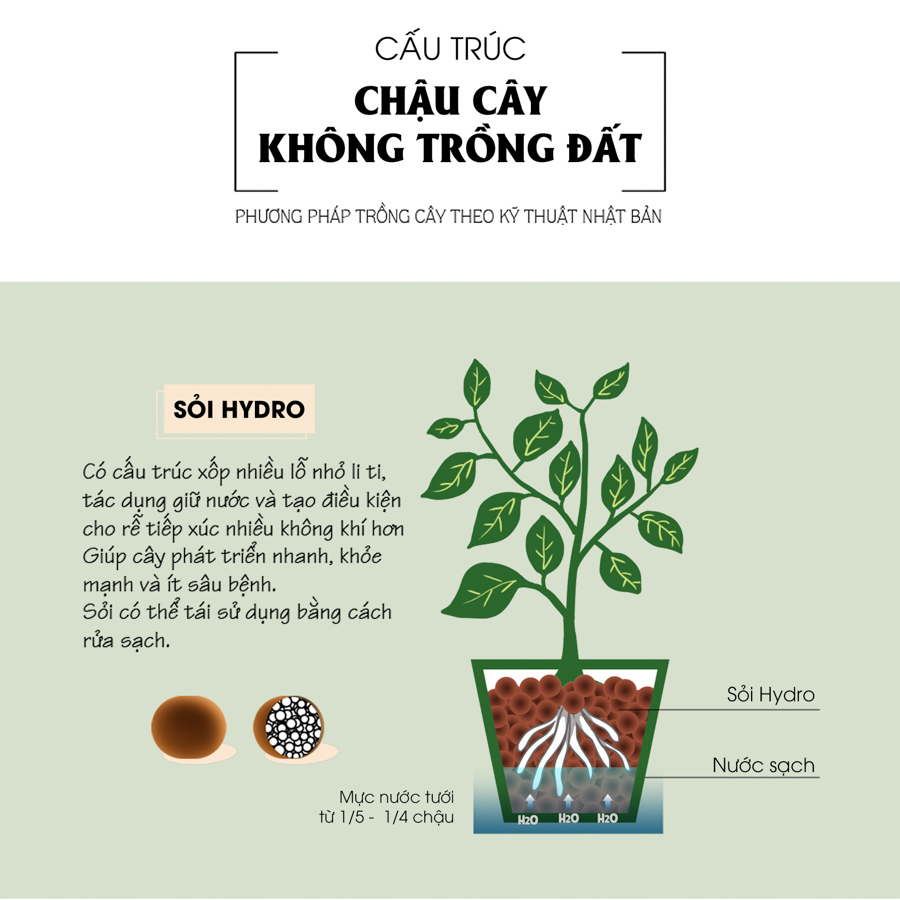 Lưỡi Hổ x Teori - Cây Cảnh Để Bàn - 9X GARDEN