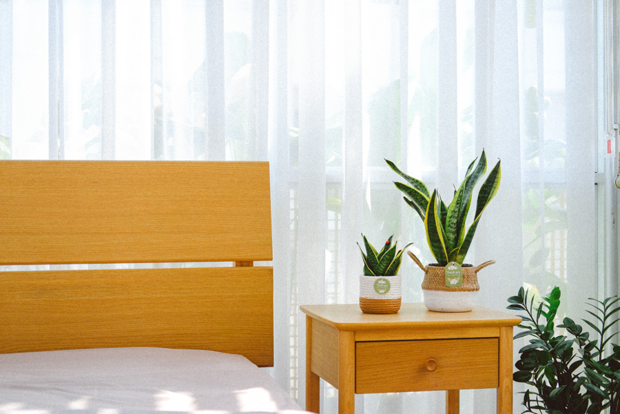 Lưỡi Hổ x Teori - Cây Cảnh Để Bàn - 9X GARDEN