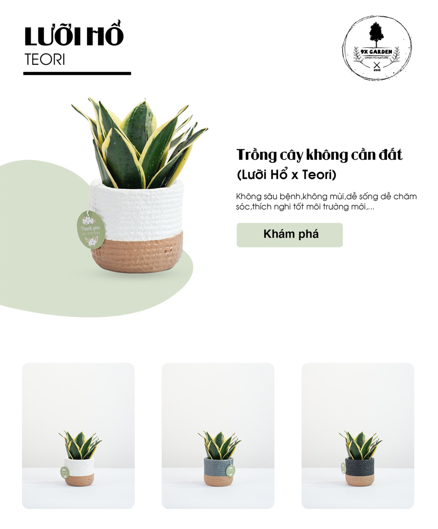 Lưỡi Hổ x Teori - Cây Cảnh Để Bàn - 9X GARDEN