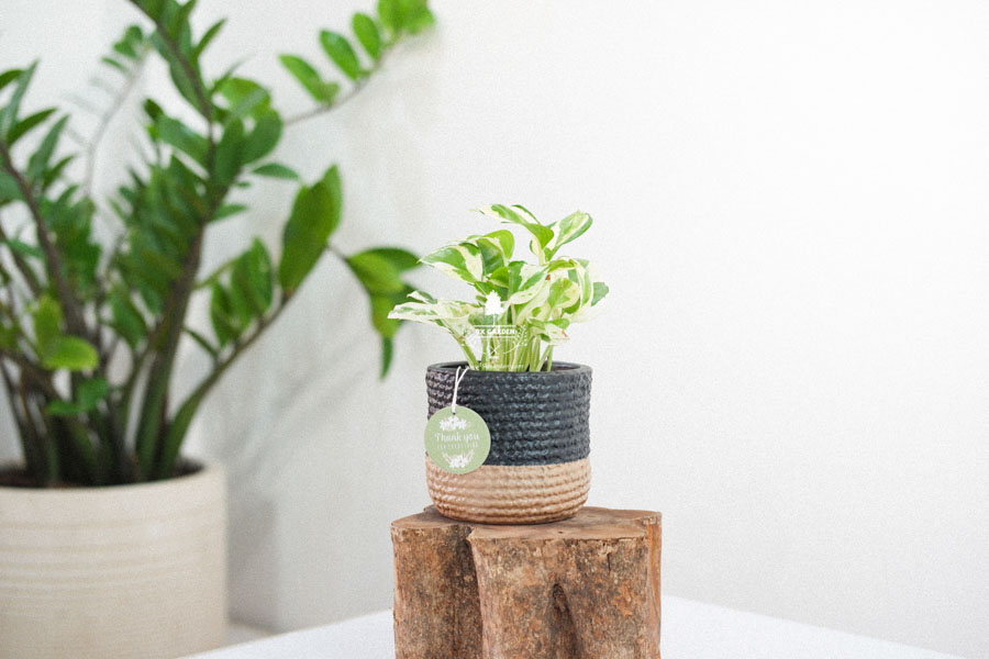 Trầu Bà Cẩm Thạch x Teori - Cây Cảnh Để Bàn - 9X GARDEN