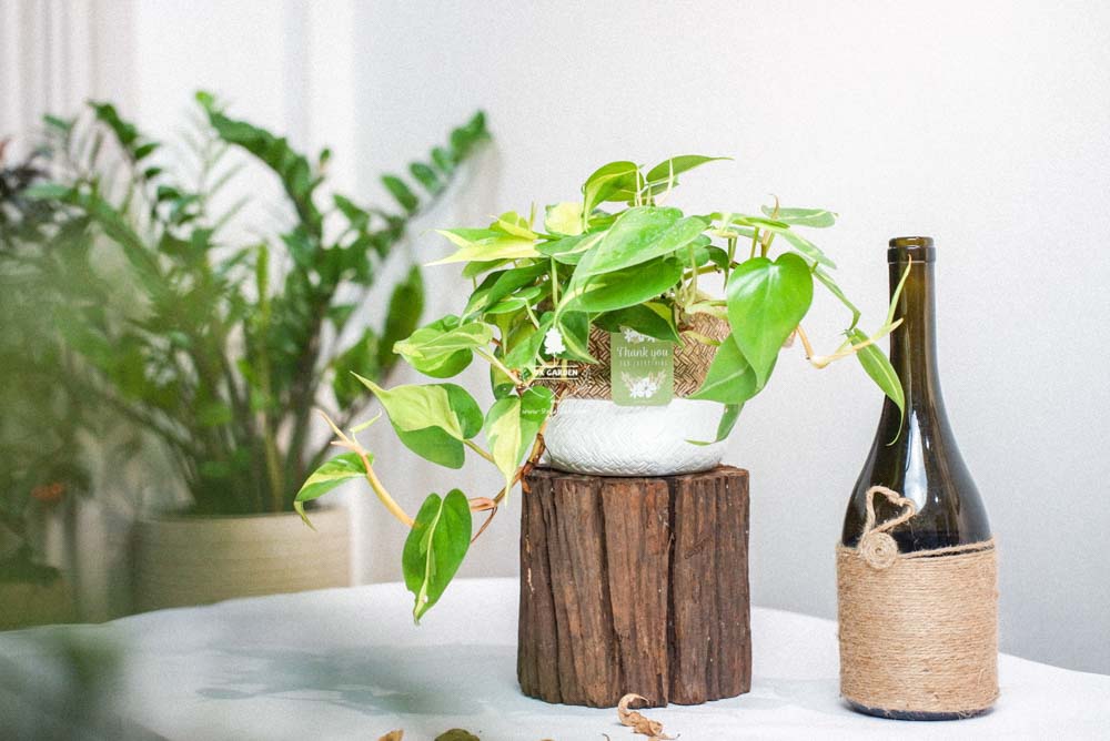 Trầu Bà Brasil (Philodendron Brasil) x GCS - Cây Trồng Kh