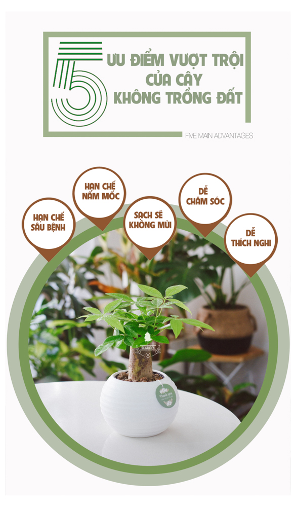 Cây Kim Ngân Đơn - Chậu Gốm Sứ Aki - Cây để bàn làm việc - 9X Garden