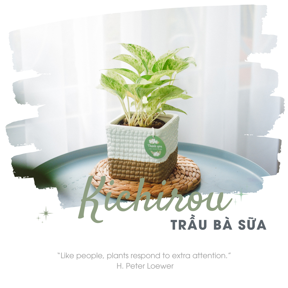 Trầu Bà Sữa x Chậu Gốm Sứ Kichirou - Cây cảnh để bàn phong thủy - 9X Garden