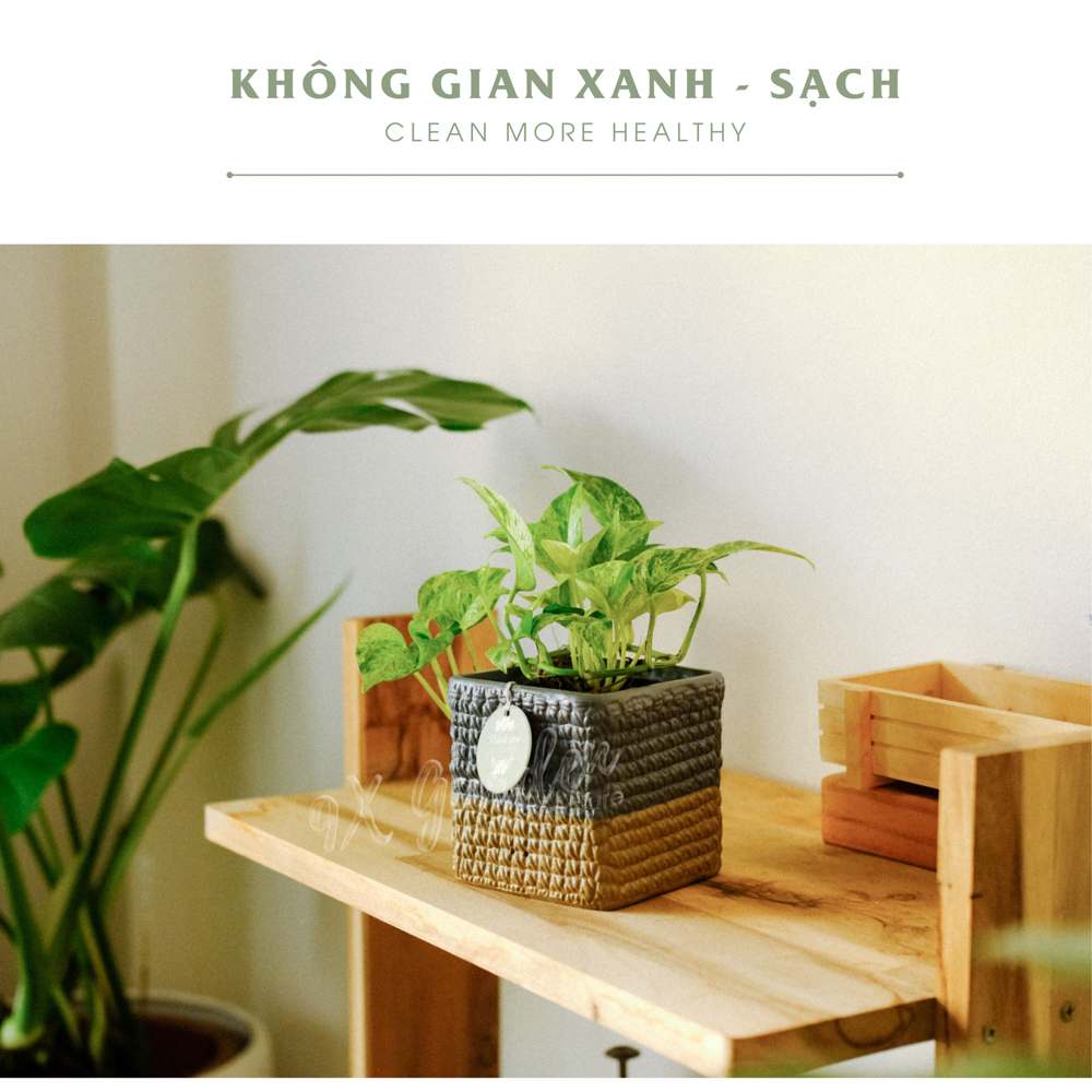 Trầu Bà Sữa x Chậu Gốm Sứ Kichirou - Cây cảnh để bàn phong thủy - 9X Garden