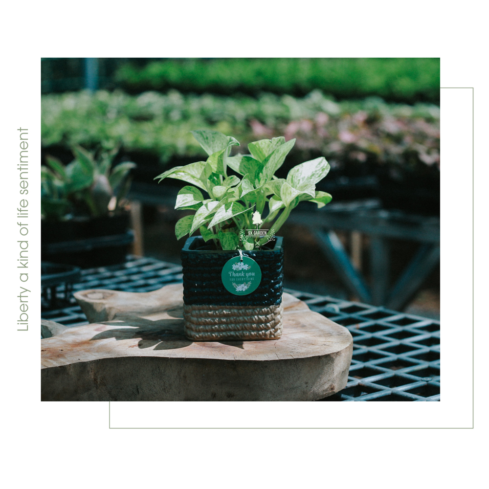 Trầu Bà Sữa x Chậu Gốm Sứ Kichirou - Cây cảnh để bàn phong thủy - 9X Garden