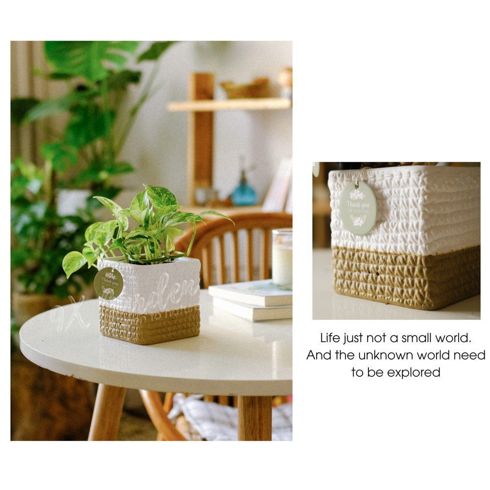 Trầu Bà Sữa x Chậu Gốm Sứ Kichirou - Cây cảnh để bàn phong thủy - 9X Garden
