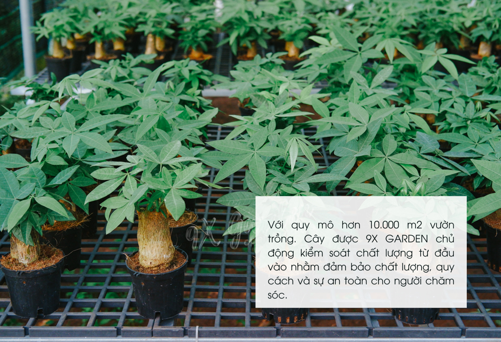 Vườn trồng - 9X Garden