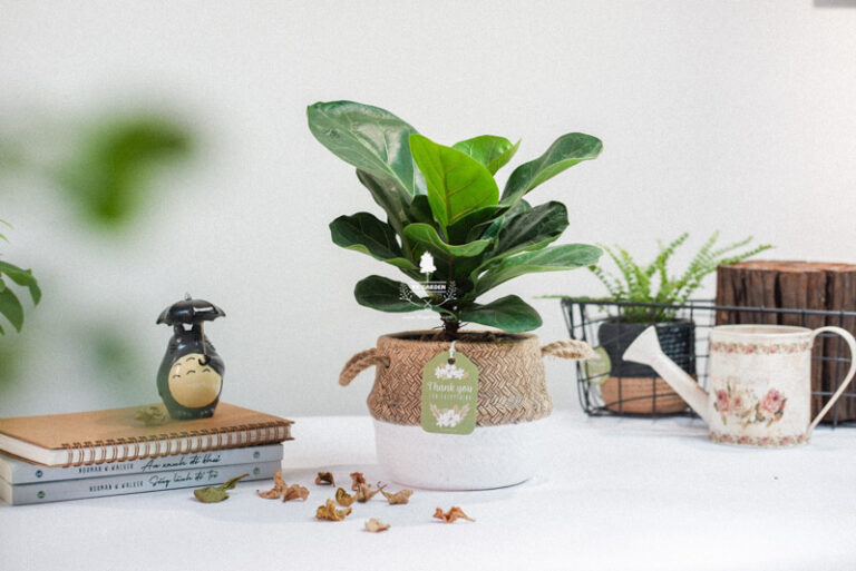 Đặc điểm và Ý nghĩa phong thủy của Bàng Sing | 9X