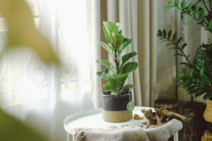 Đặc điểm và Ý nghĩa phong thủy của Bàng Sing | 9X GARDEN