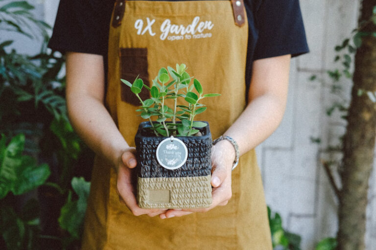 Đặc điểm và Ý nghĩa phong thủy của Hoya | 9X GARDEN