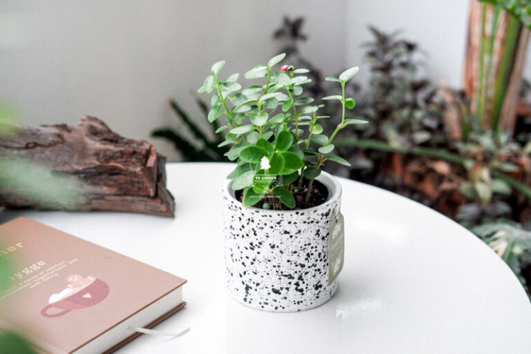 Đặc điểm và Ý nghĩa phong thủy của Hoya | 9X GARDEN