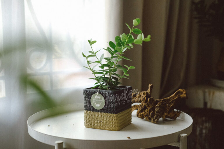 Đặc điểm và Ý nghĩa phong thủy của Hoya | 9X GARDEN