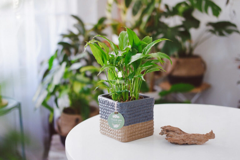 Đặc điểm và Ý nghĩa phong thủy của Lan Ý | 9X GARD