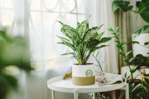 Đặc điểm và Ý nghĩa phong thủy của Ngọc Ngân | 9X GARDEN