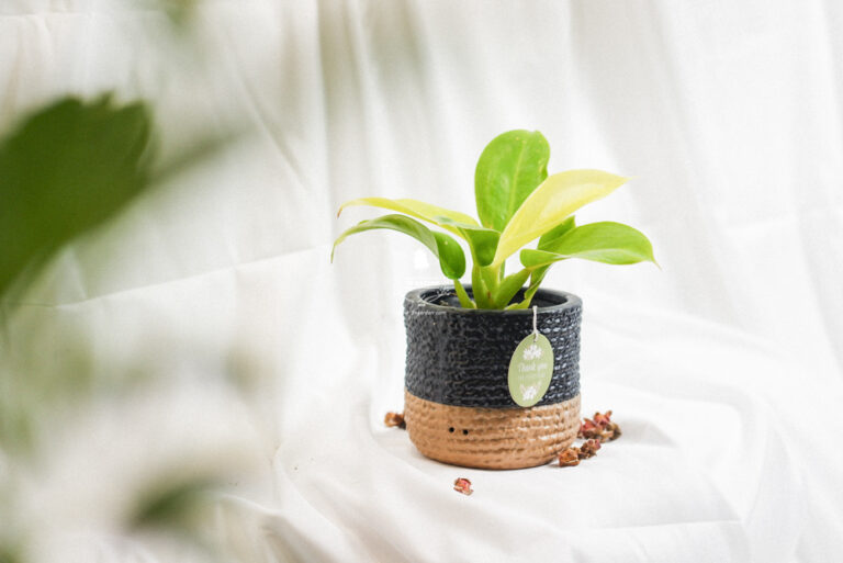 Hướng dẫn chăm sóc cây Đế Vương Vàng - Philodendr