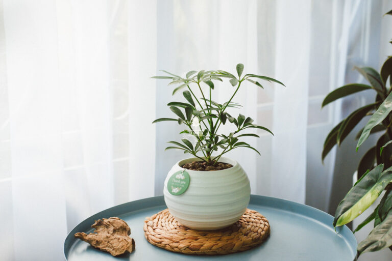 Hướng dẫn chăm sóc cây Ngũ Gia Bì - Schefflera Arboric
