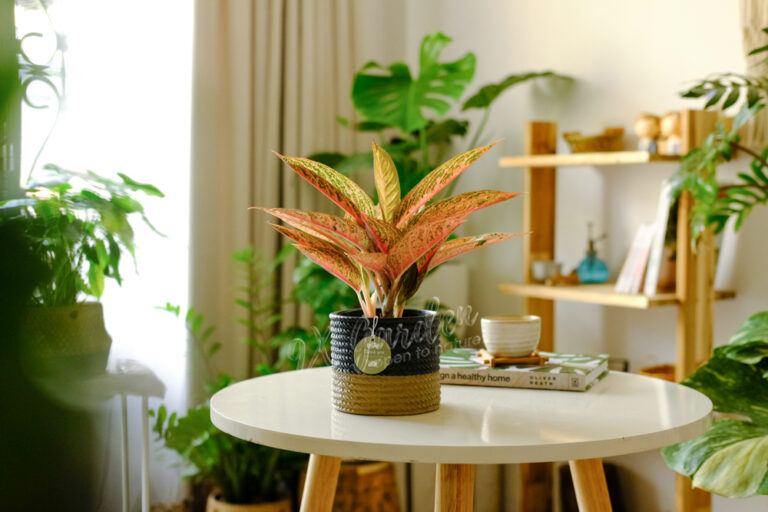Hướng dẫn chăm sóc cây Thịnh Vượng - Aglaonema Pro
