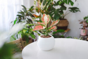 Hướng dẫn chăm sóc cây Vạn Lộc - Aglaonema Rotundum
