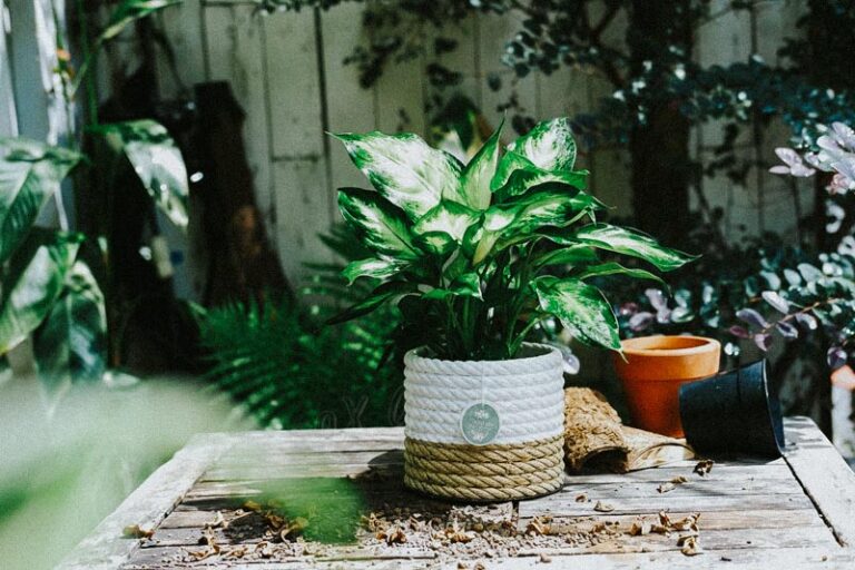 Hướng dẫn chăm sóc cây Vạn Niên Thanh - Dieffenbachia