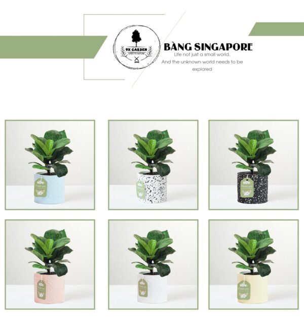 Bạc Hà x Okuri - bang singapore trong khong dat x garden
